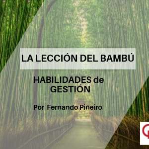La lección del Bambú qmamericas qmanagement