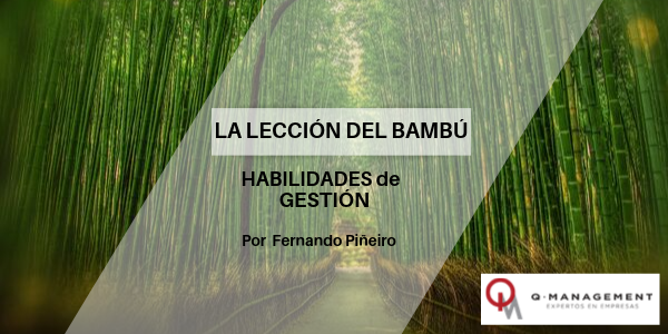 La lección del Bambú qmamericas qmanagement