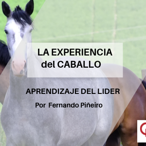 La experiencia del Caballo Qmanagement Qmamericas