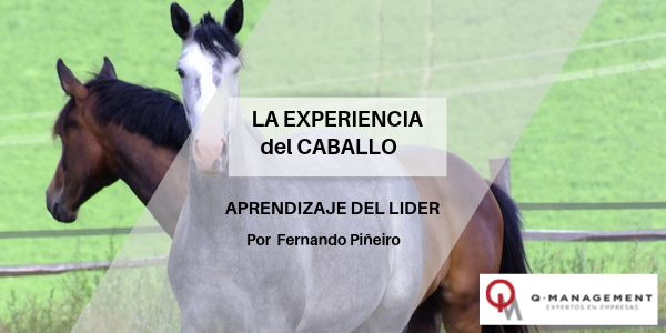 La experiencia del Caballo Qmanagement Qmamericas