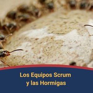 Los equipos scrum y las hormigas Qmamericas Qmanagement