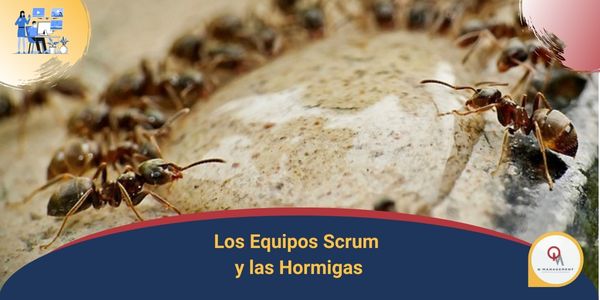 Los equipos scrum y las hormigas Qmamericas Qmanagement