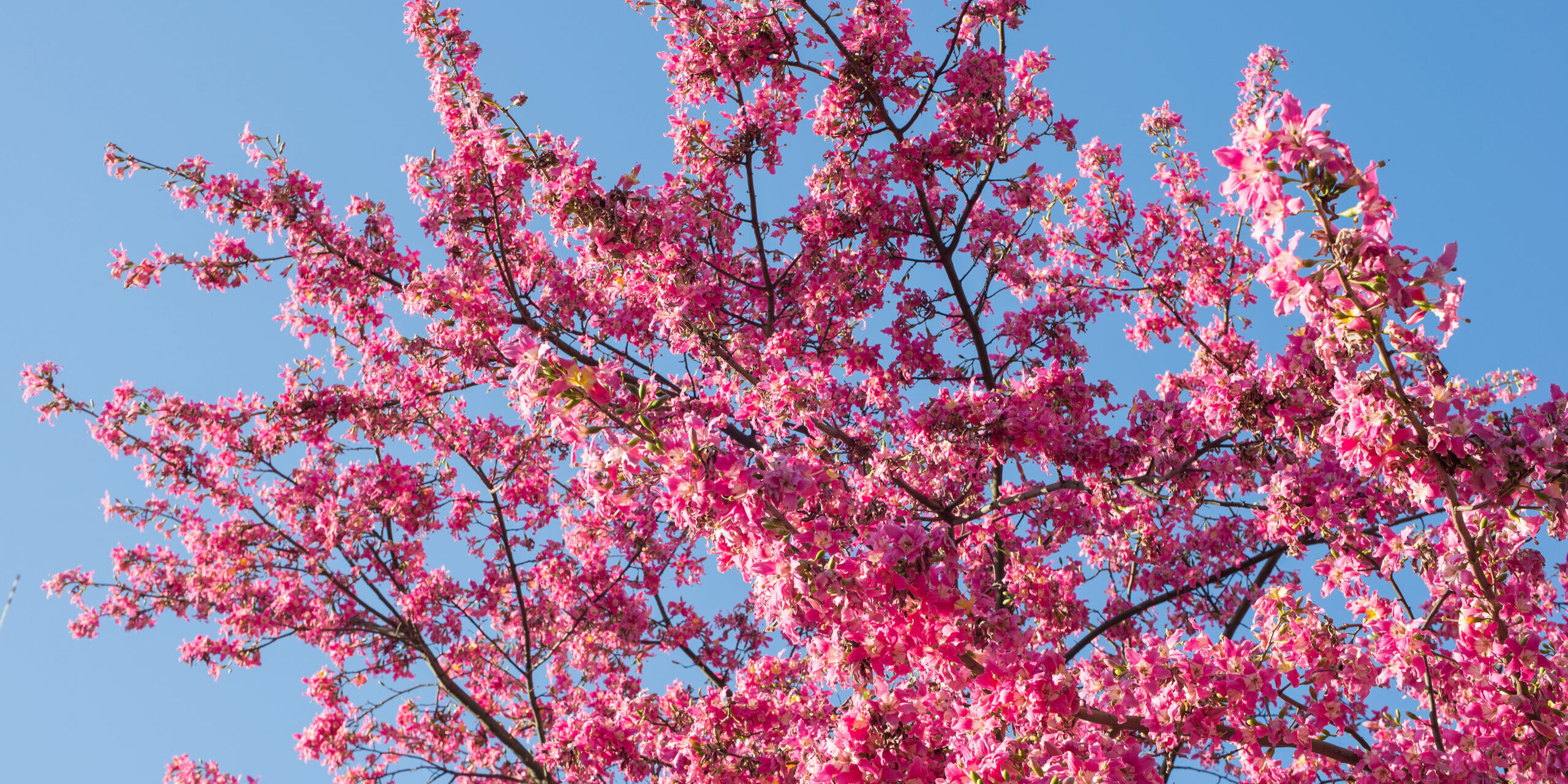 Ceiba speciosa pink flowers